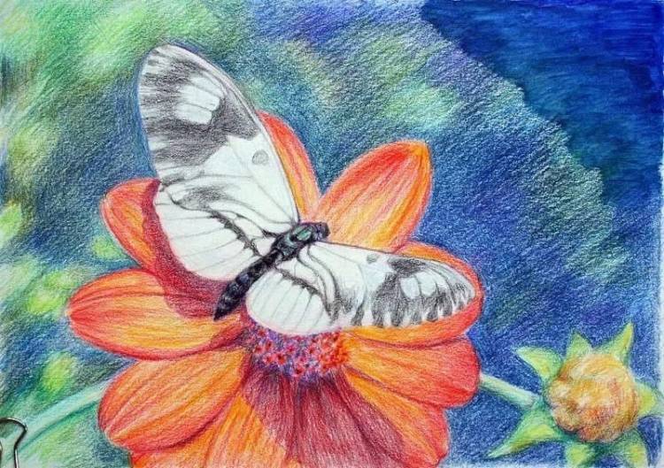 Рисунок на тему бабочка на цветке 