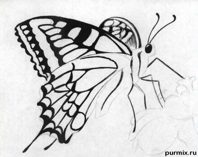 Как нарисовать бабочку на цветке карандашами поэтапно