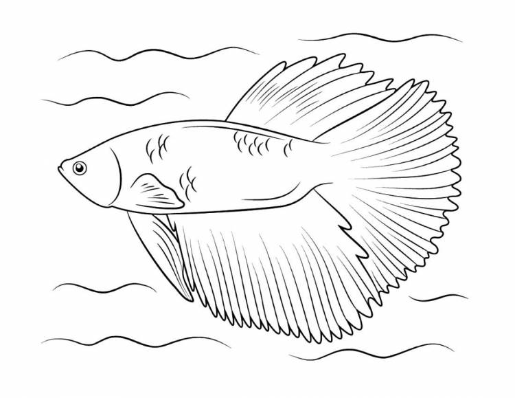 Раскраска Бойцовская рыбка распечатать бесплатно