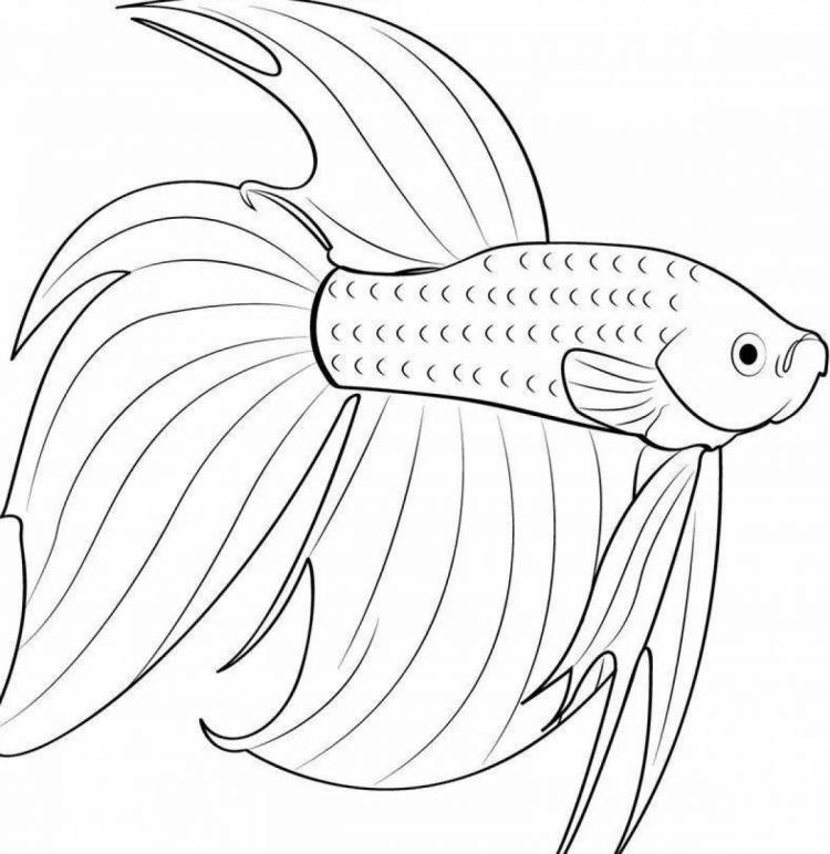 Раскраски Рыбка петушок 