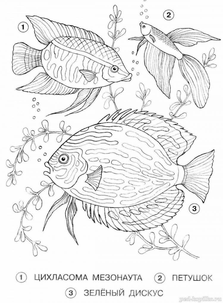 Раскраски Аквариумные рыбки с названиями для детей 