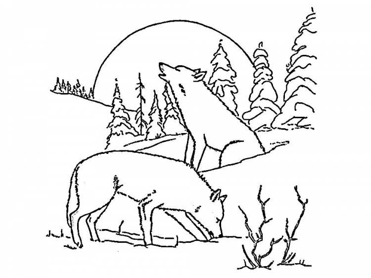 Раскраски Раскраска раскраски с волками Дикие животные, Раскраска Раскраски поющие волки Дикие животные