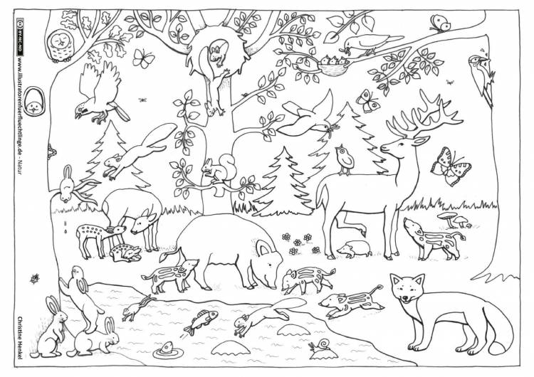 Раскраска дикие животные леса