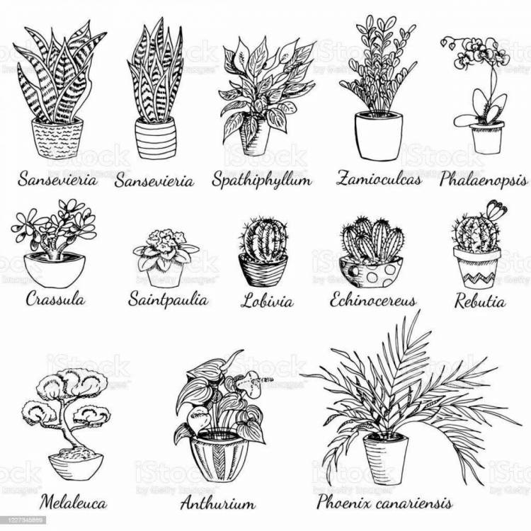 Раскраски Комнатные растения для детей с названиями 