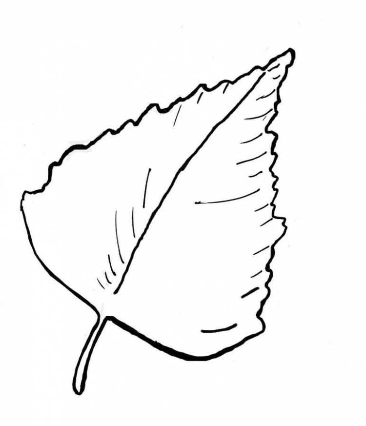 Раскраска лист березы