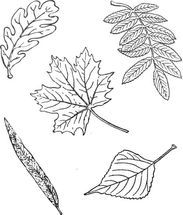 Раскраски Листья березы, Подборка картинок разложенных по категориям