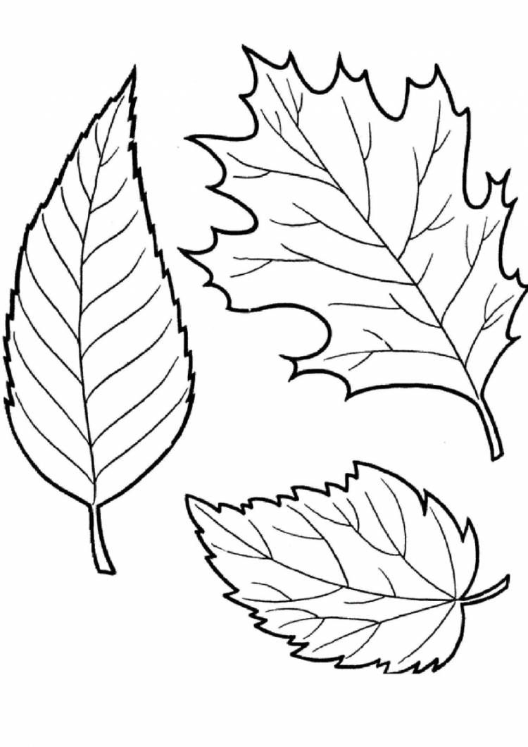 Раскраска Осенние листочки распечатать