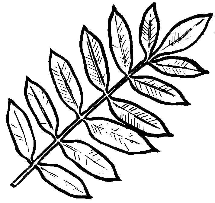 Раскраски листьев, Раскраска осенние листья трафареты картинки Контуры листьев
