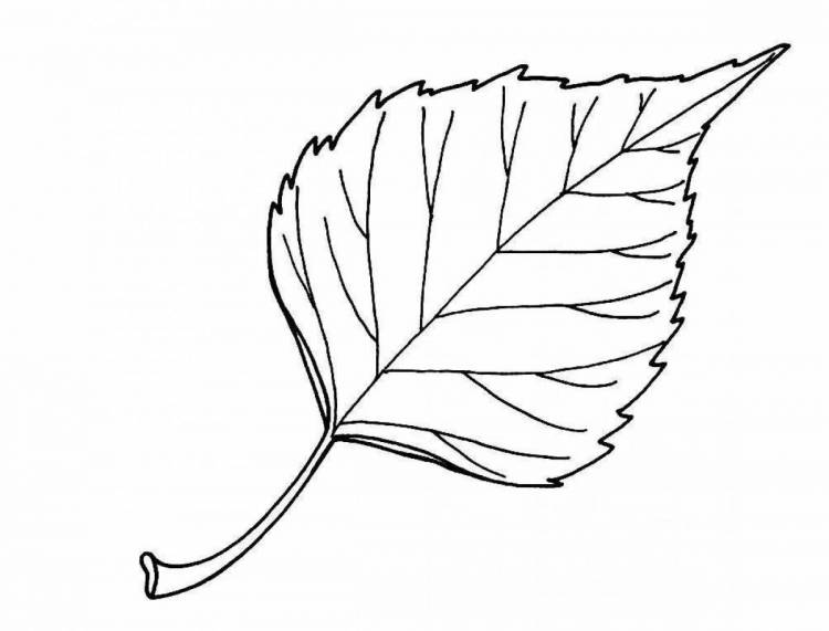 Березовый лист осенью рисунок