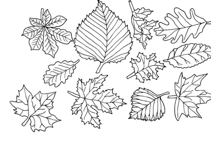 Раскраски Раскраска листья деревьев Контуры листьев, Раскраска осенние листья Контуры листьев