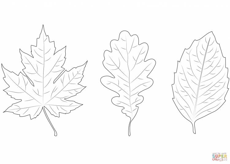 Раскраска Листья клена, дуба и березы