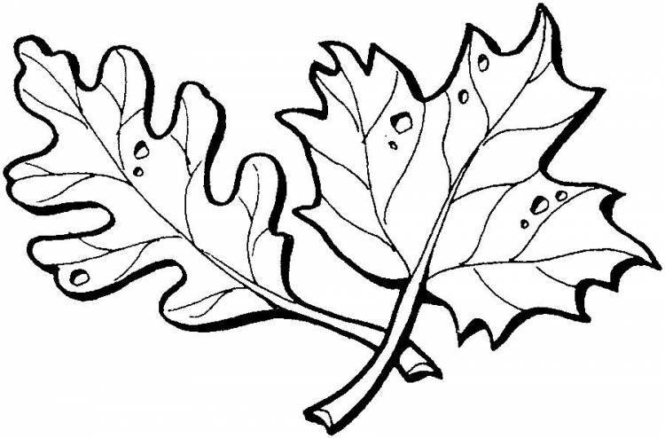 листья Раскраски распечатать бесплатно