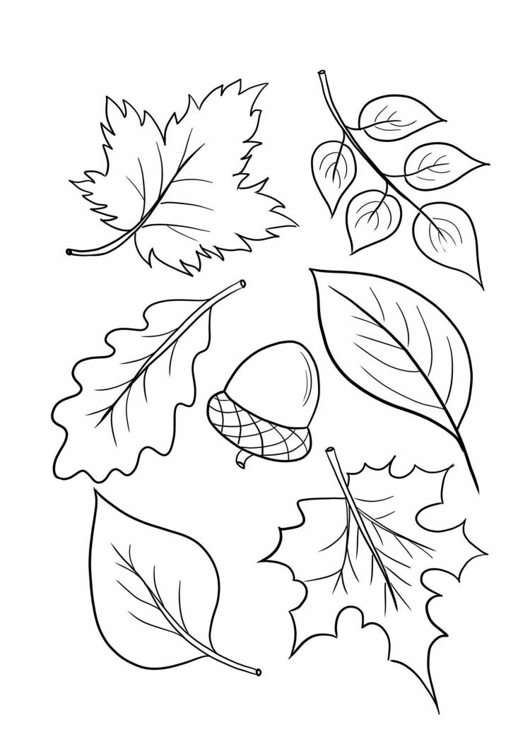 Осенние листья раскраска для детей