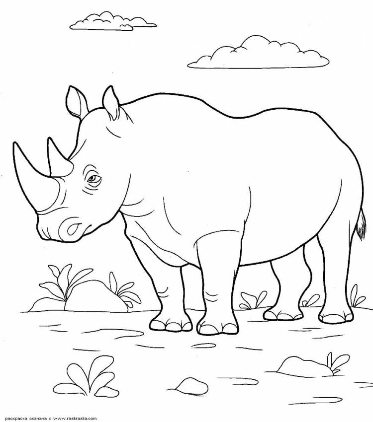 Раскраски нос, Раскраска Носорог носорог картинка носорог рисунок носорога разукрашка для детей детский рисунок Носорог