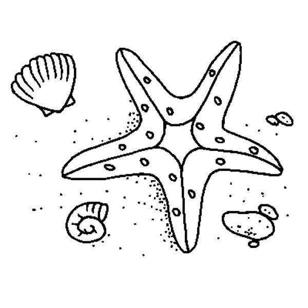 Картинки морская звезда раскраска для детей 