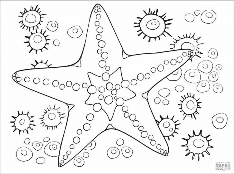 Раскраски Морская звезда для детей 