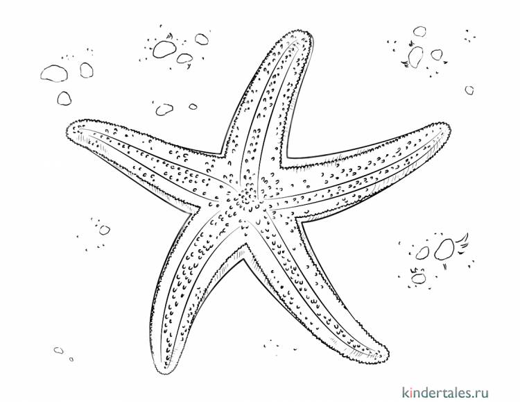 Морская звезда» раскраска для детей