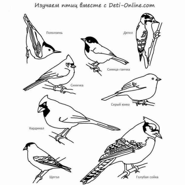 Раскраски Зимующие птицы для дошкольников 
