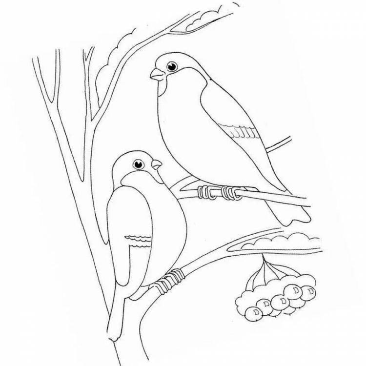 Раскраски Зимующие птицы старшая группа 
