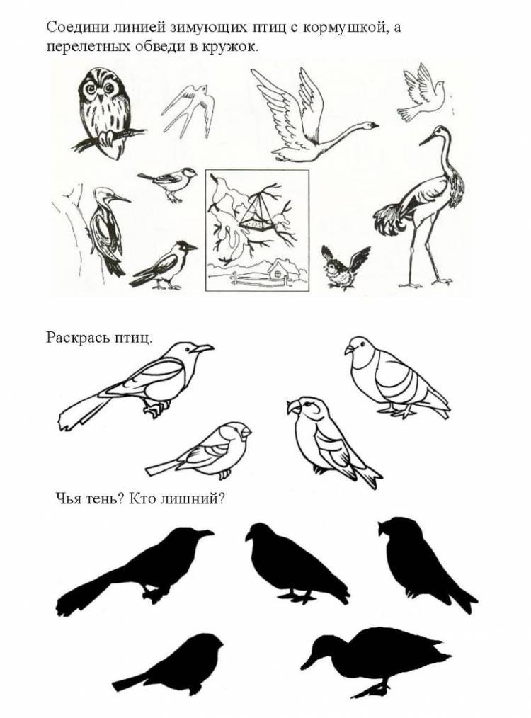 Раскраска птицы зимующие и перелетные