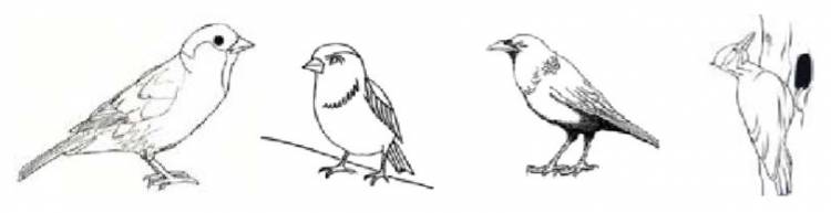 Конспект образовательной деятельности в старшей логопедической группе ОНР по ФГОС на тему Зимующие птицы