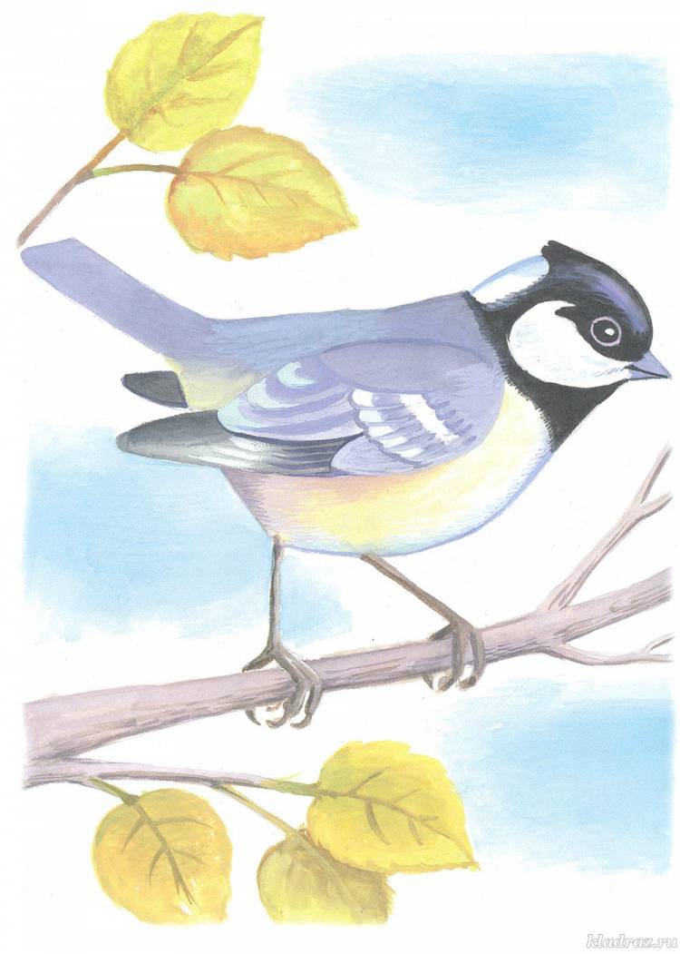Раскраски «Зимующие птицы» для детского сада с названиями