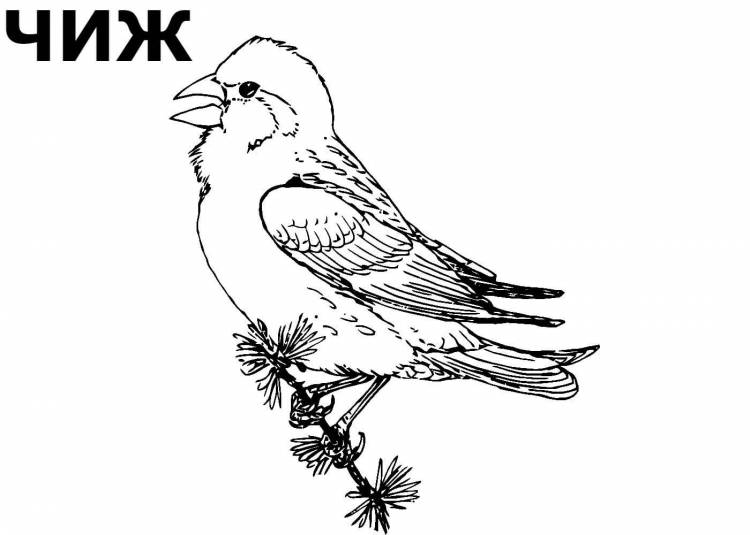 Раскраски Зимующих птиц распечатать или скачать бесплатно в формате PDF