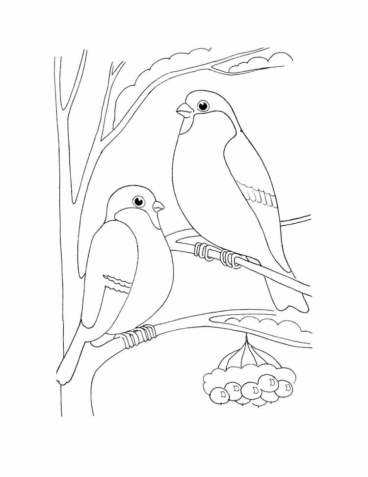 Рисунок птицы зимой карандашом