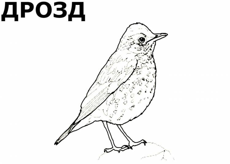 Раскраски Перелётных птиц распечатать или скачать бесплатно в формате PDF