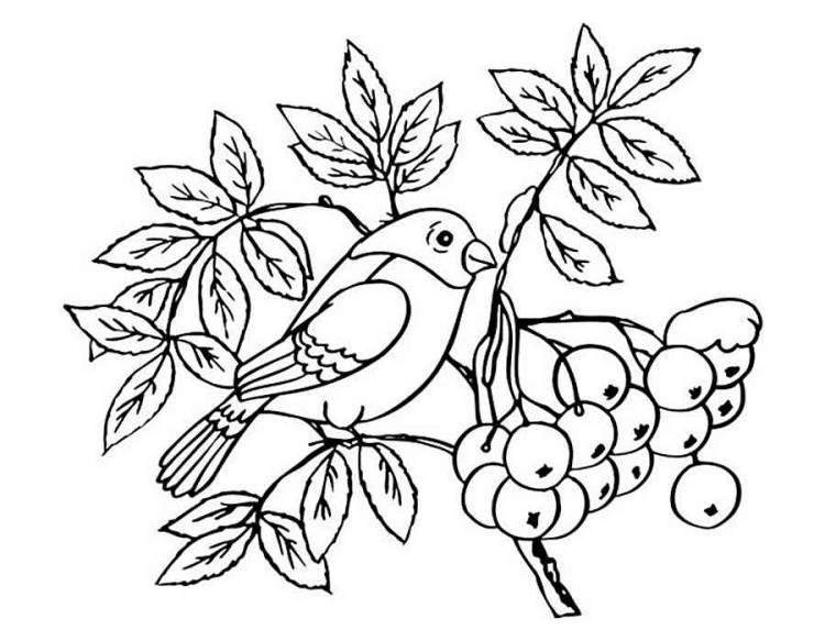 Раскраски Зимующие птицы- детские расраски распечатать бесплатно