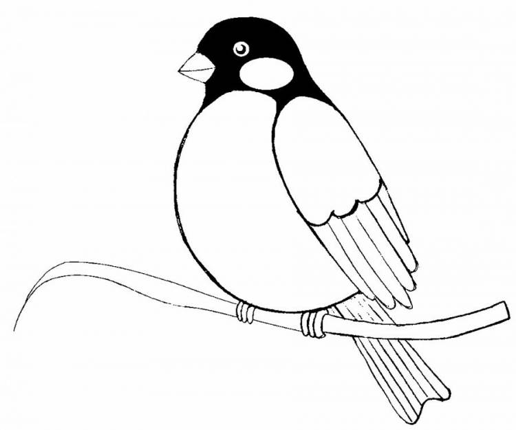 Раскраска Зимующие птицы распечатать бесплатно