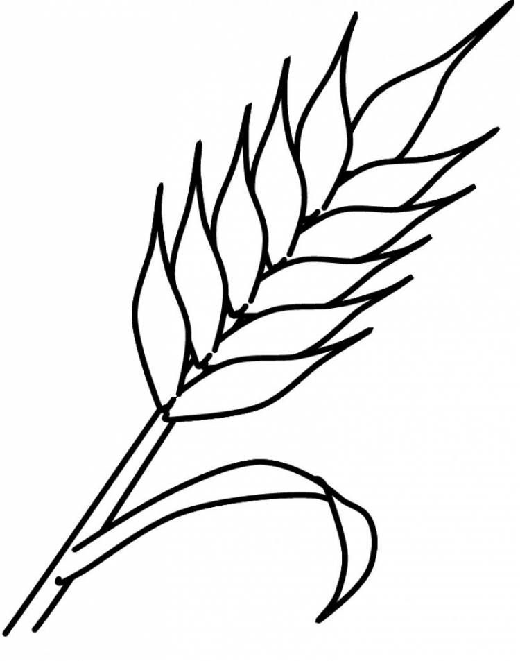 Колосок пшеницы рисунок раскраска 