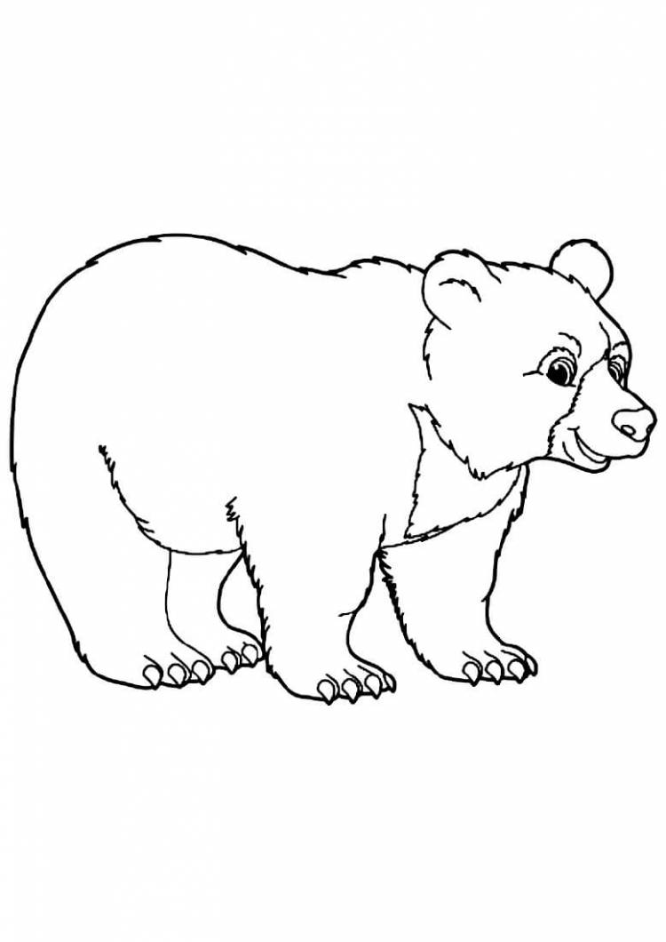 Раскраска «Медвежонок»