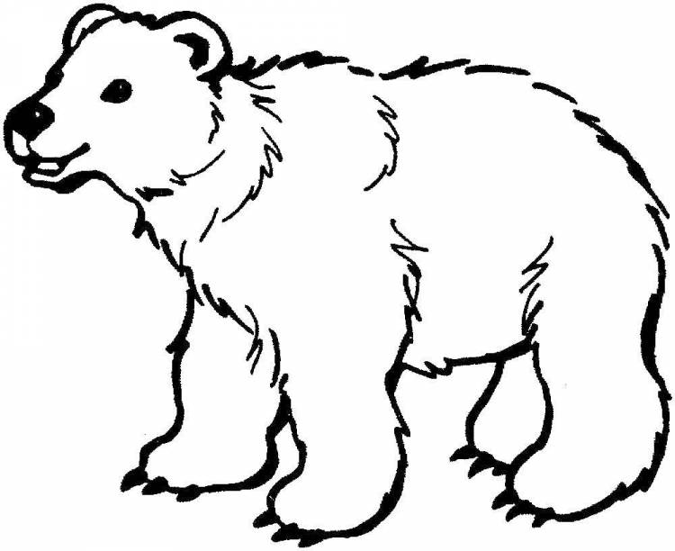 Раскраски Раскраска Белый медведь медвежонок умка, скачать распечатать раскраски