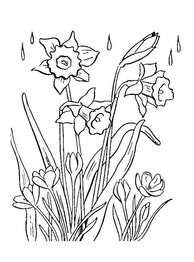 Раскраски Раскраска Цветы мимоза весна, скачать распечатать раскраски
