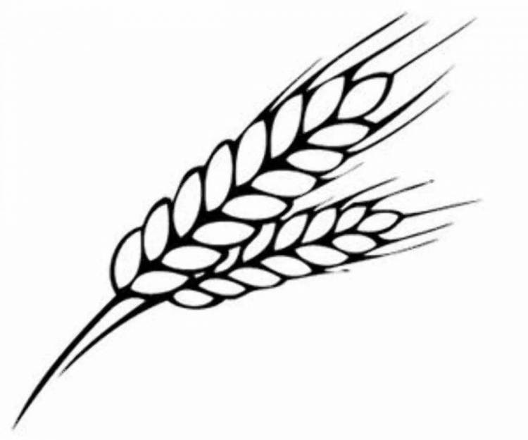 Рисунок колосок пшеницы для детей