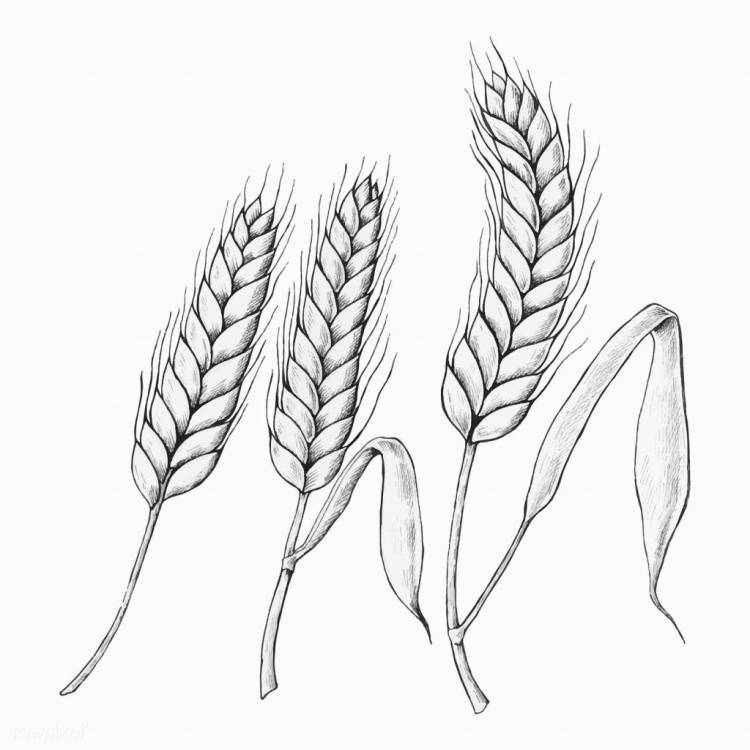 Раскраска колосок пшеницы
