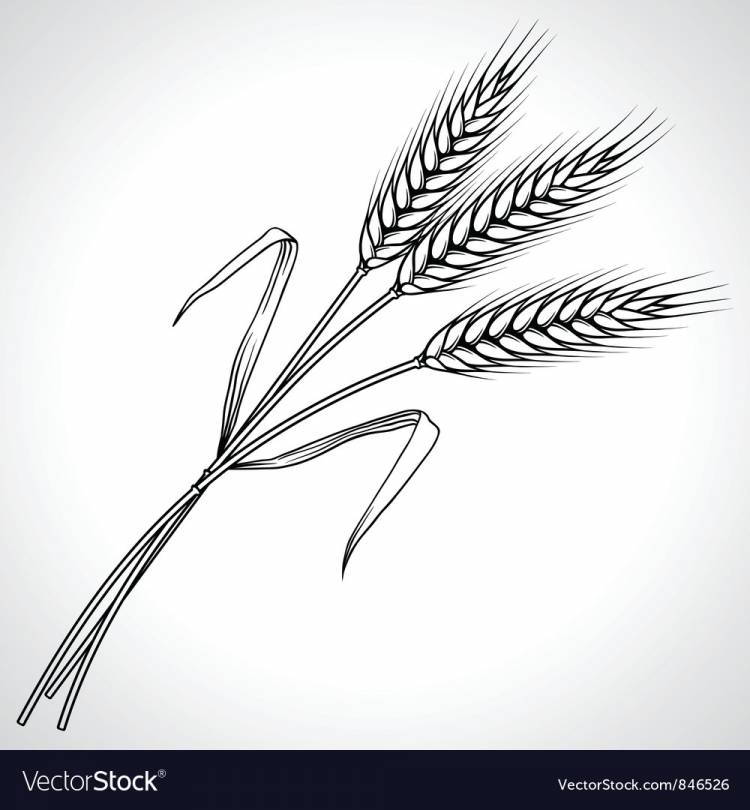 Раскраска колосок пшеницы
