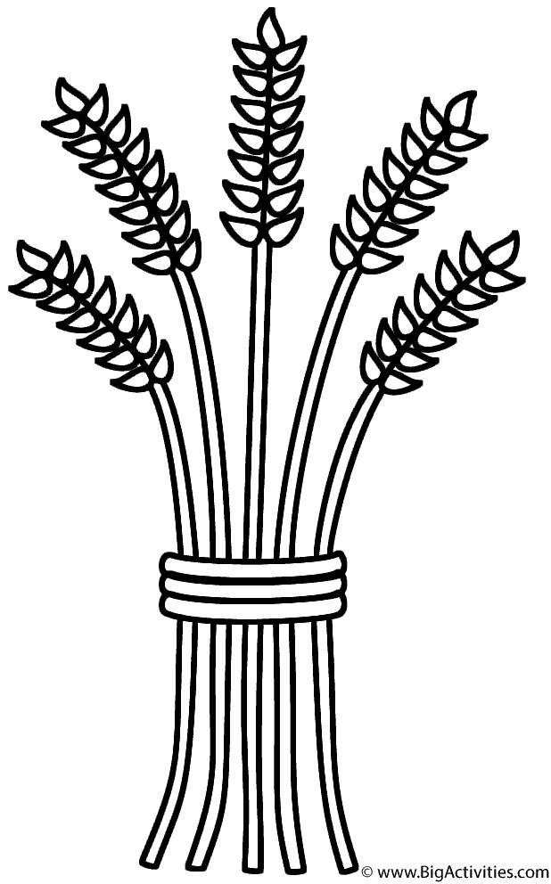Раскраска для детей “Колосок пшеницы” 