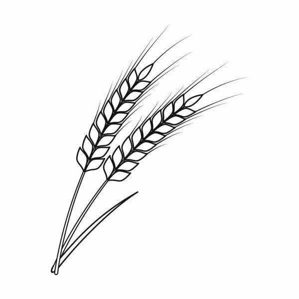 Идеи для срисовки колос пшеницы 