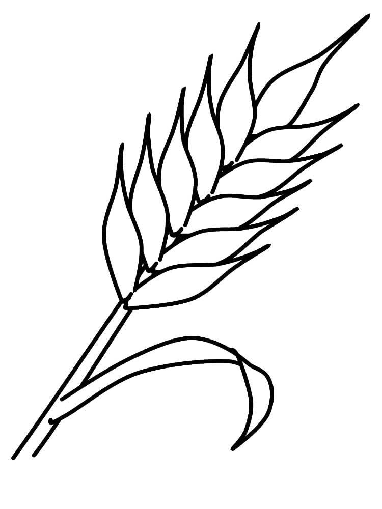 Трафарет колоска пшеницы крупным планом 