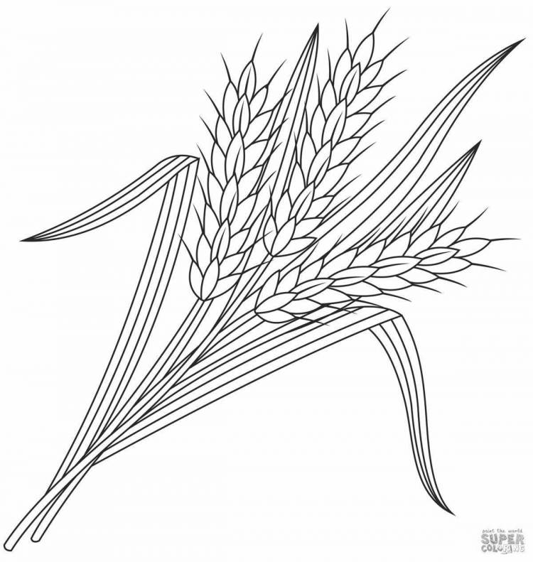 Рисунок колосок пшеницы для детей