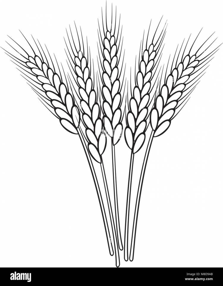 Пшеница рисунок для детей