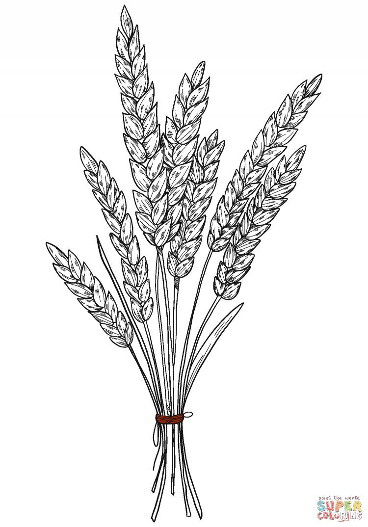 Раскраска пшеница для детей
