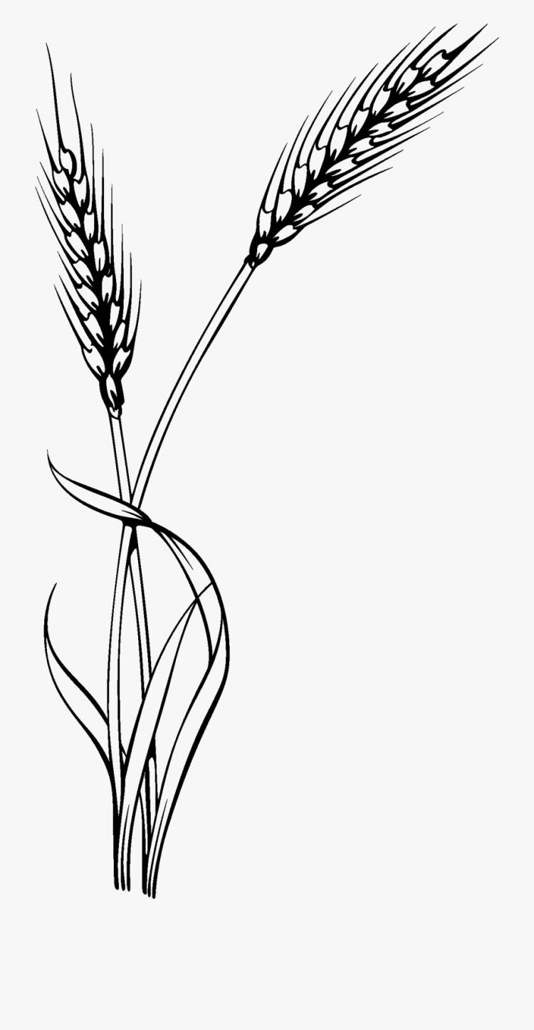 Рисунок колосья пшеницы карандашом