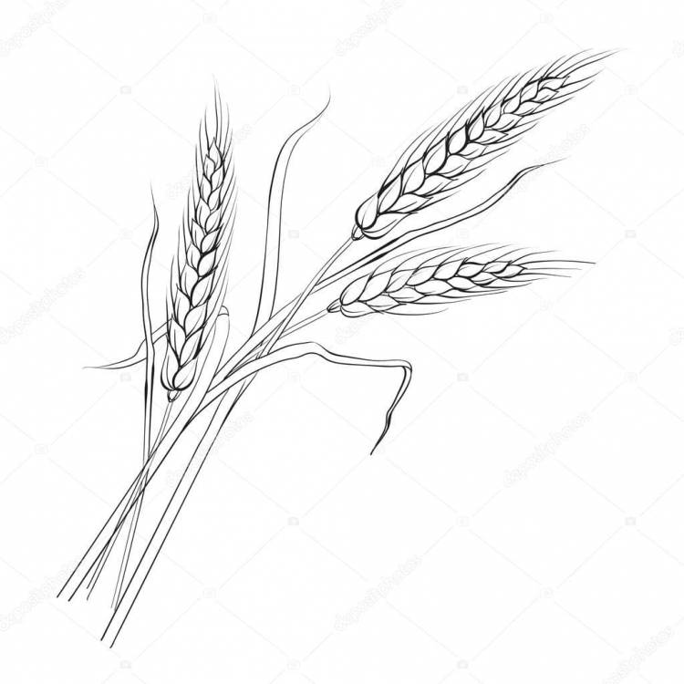 Раскраска Пшеница