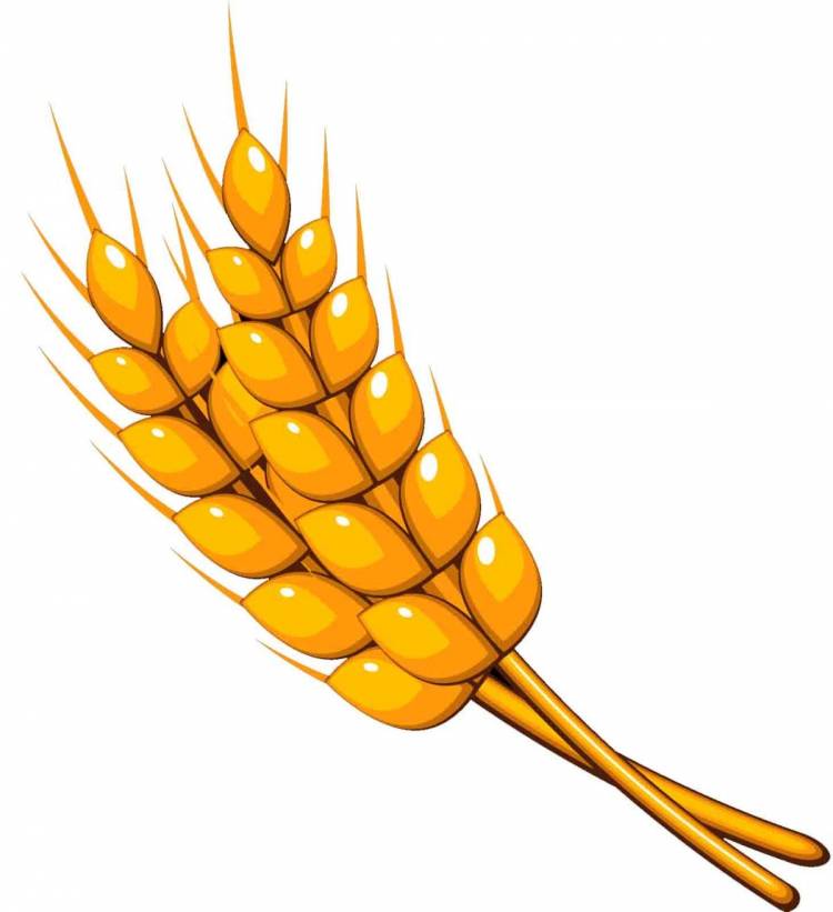 Рисунок пшеницы для детей