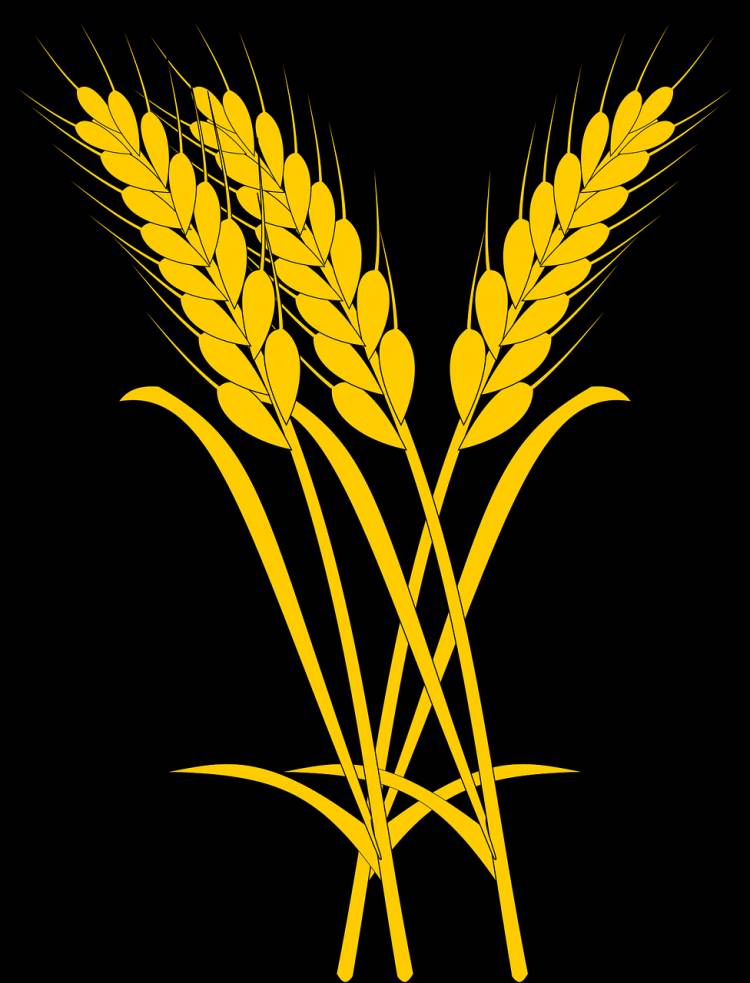 Колосья пшеницы раскраска для детей