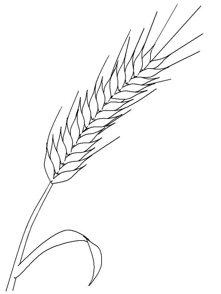 Раскраска для детей “Колосок пшеницы” 