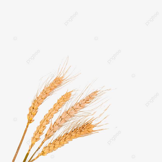 Цветовая ферма пшеницы PNG , пшеница, Колос пшеницы, Рисунок фотография PNG рисунок для бесплатной загрузки
